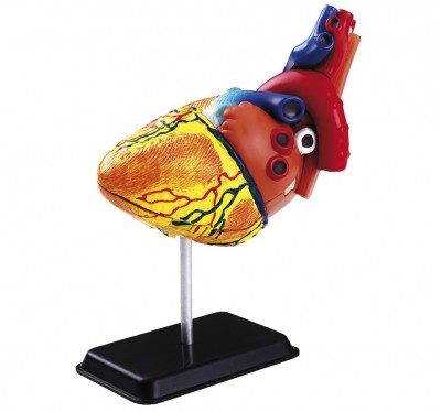 Anatomie-Modell "Herz"